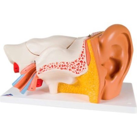 FABRICATION ENTERPRISES 3B® Anatomical Model - Classic Ear, 6-Part (3X Size) 973708